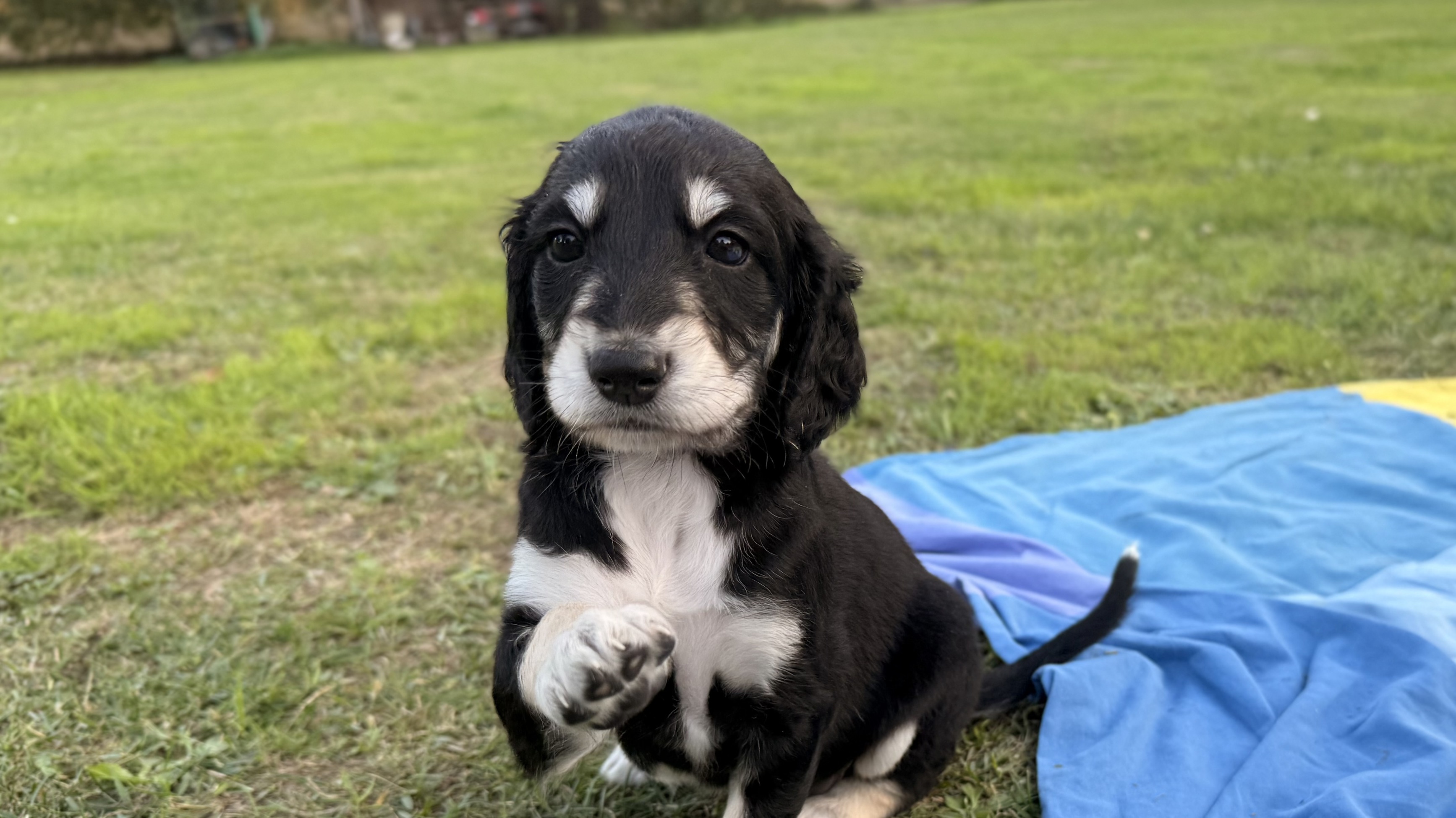 Conoce a nuestros nuevos Salukis