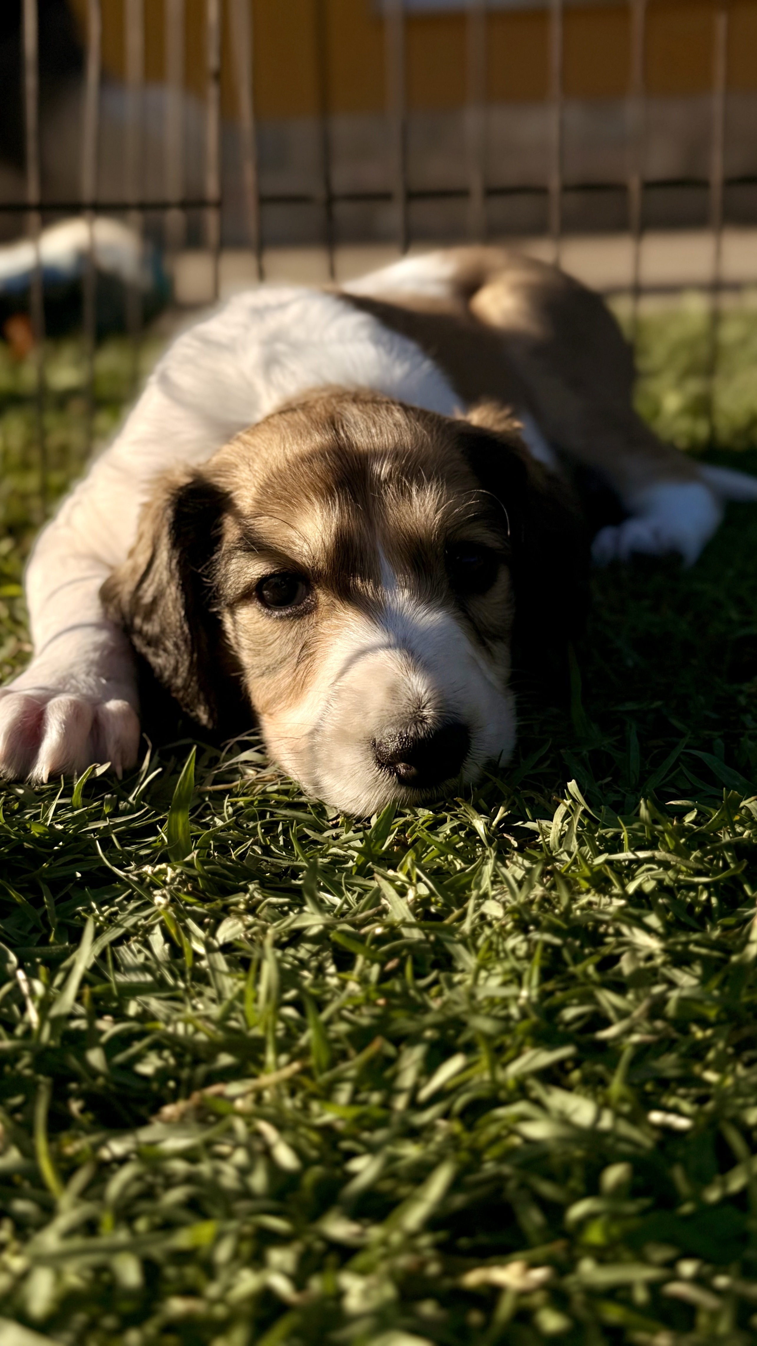 Conoce a nuestros nuevos Salukis