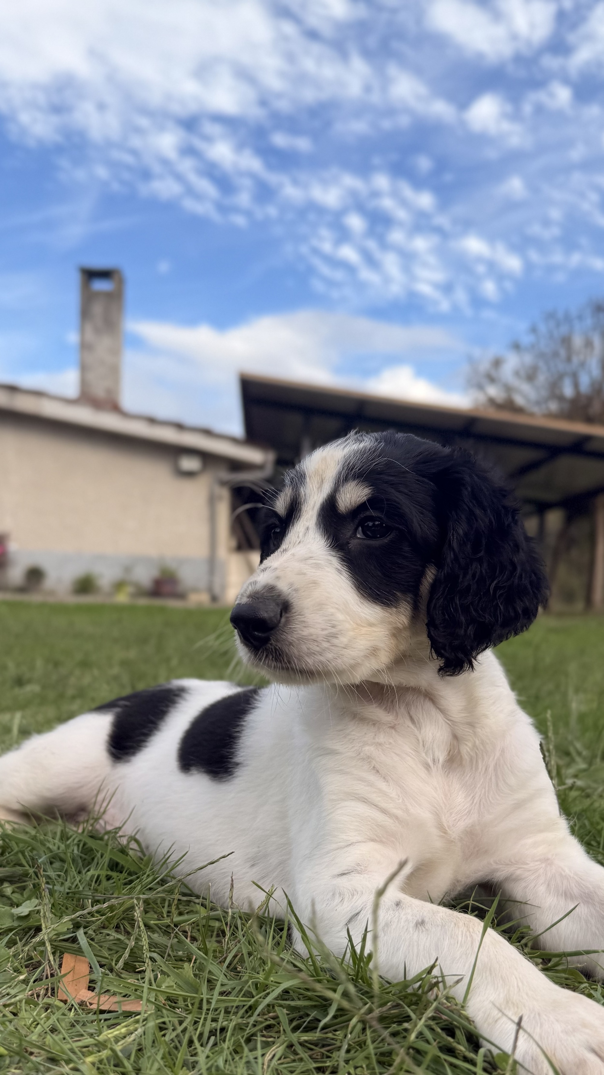 Conoce a nuestros nuevos Salukis