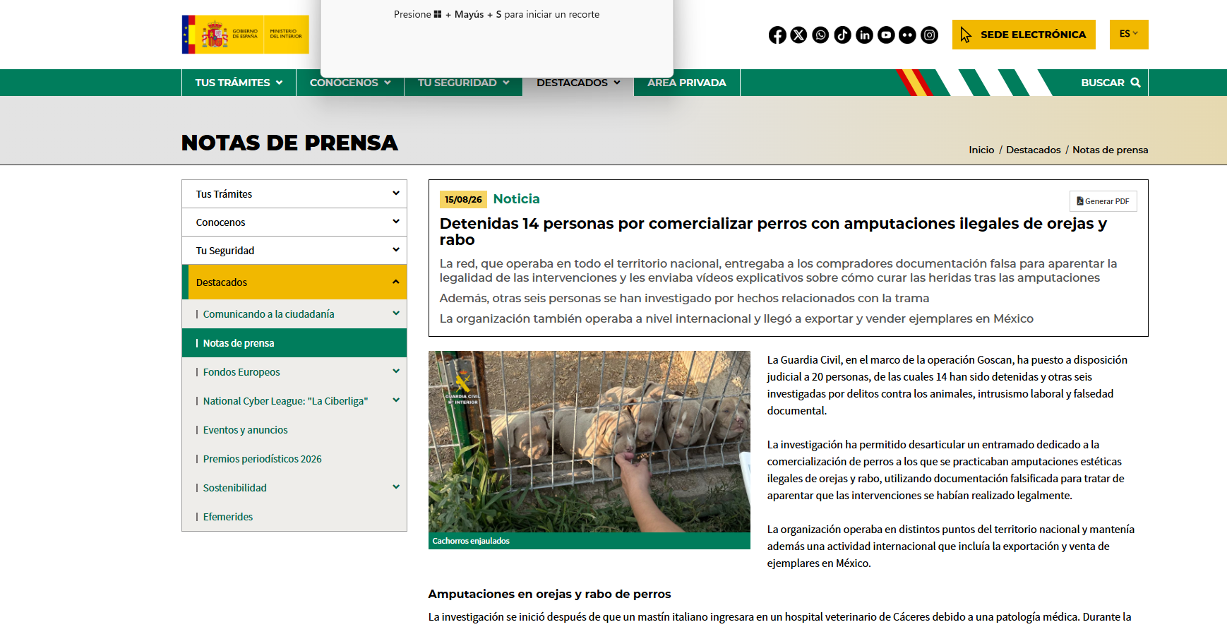 Detenidas 14 personas por comercializar perros con amputaciones ilegales de orejas y rabo