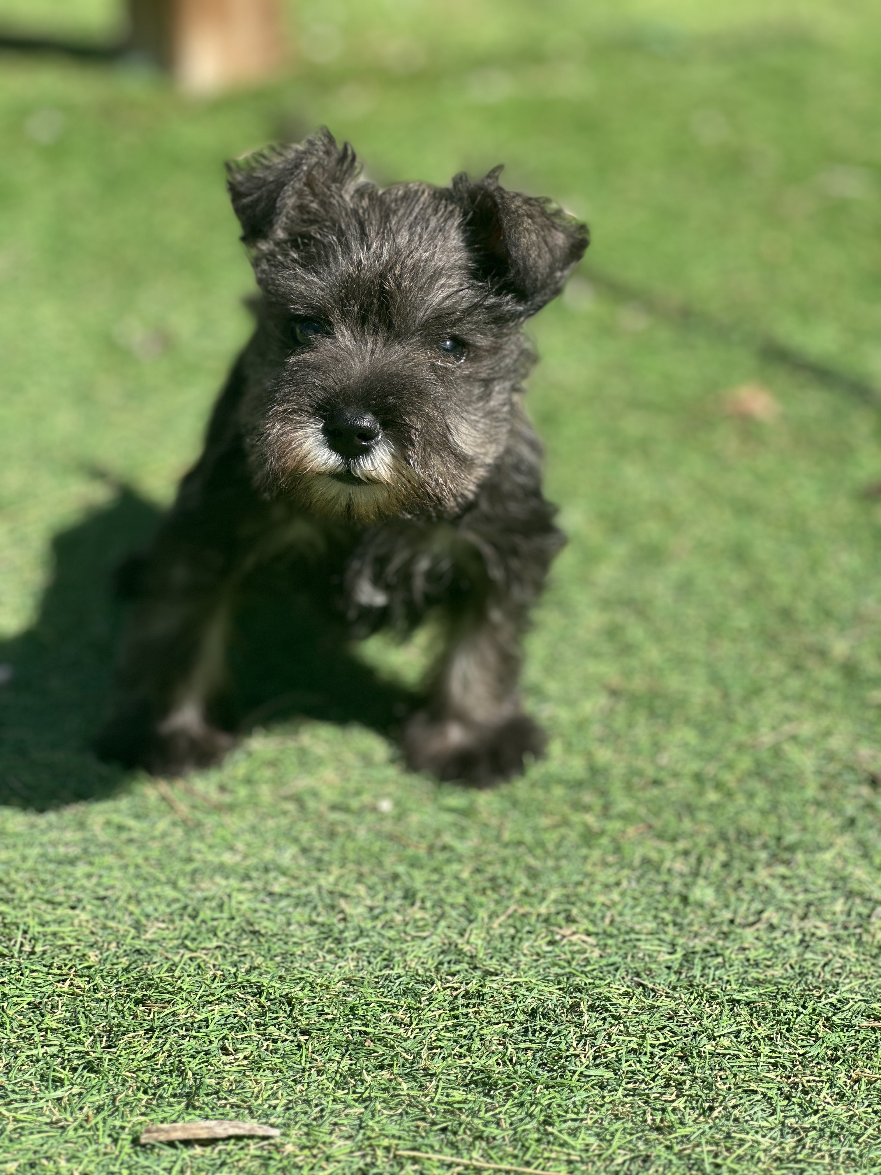 Schnauzer Mini ´Sal y Pimienta´