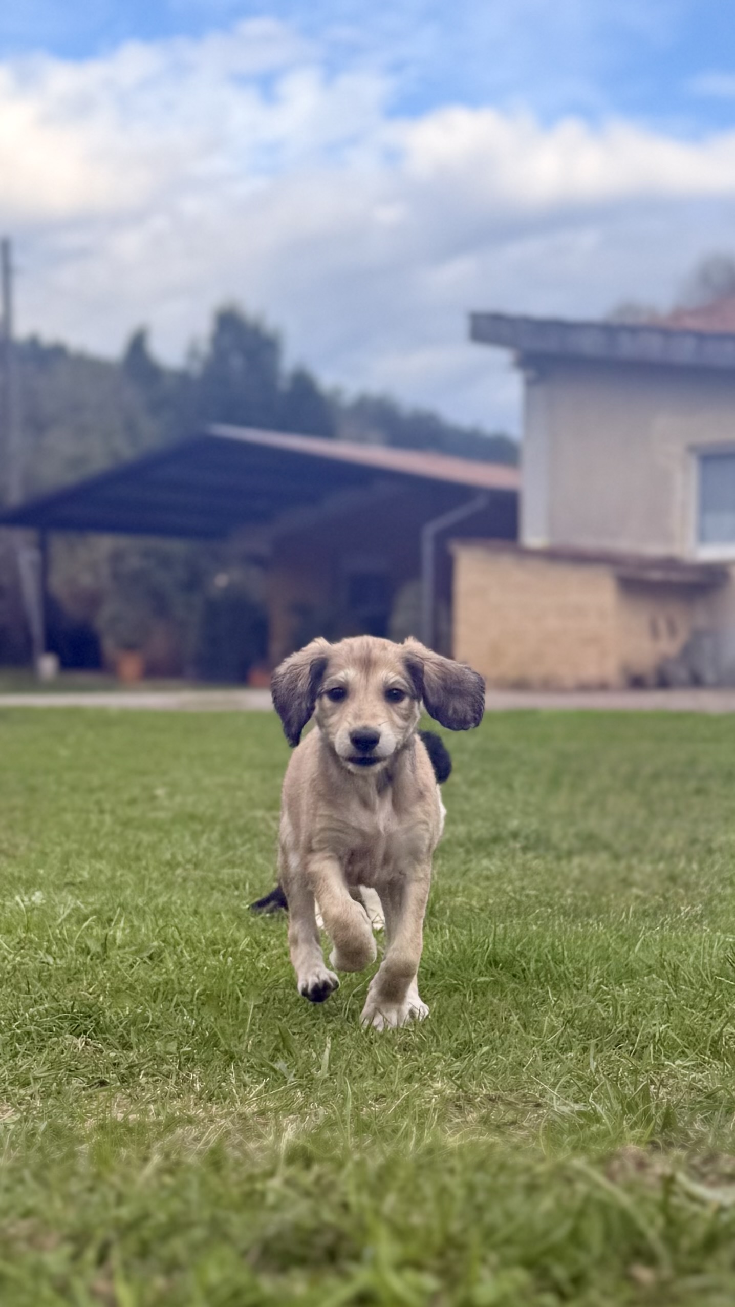Conoce a nuestros nuevos Salukis