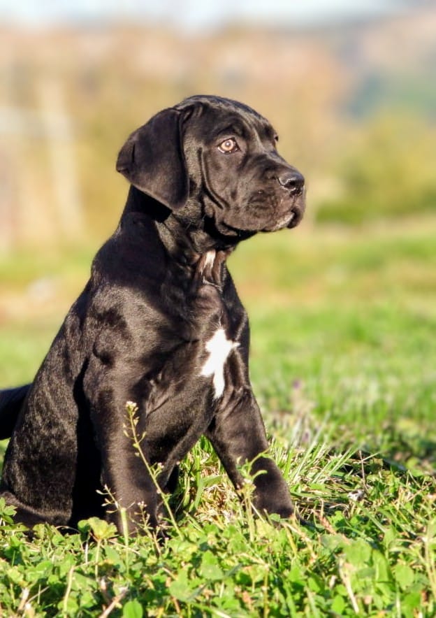 Cachorros de CANE CORSO