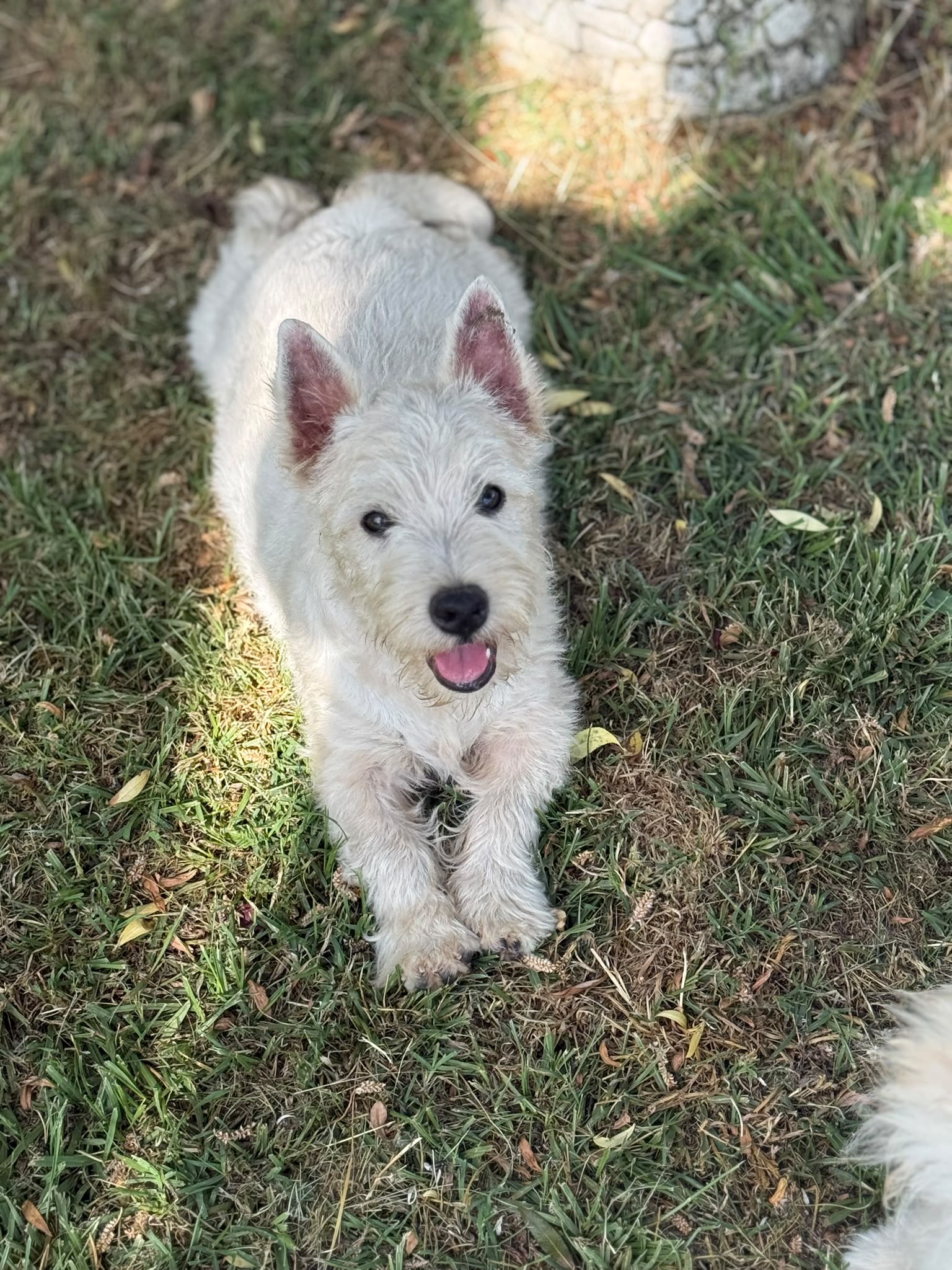 Cachorros de WEST HIGHLAND WHITE TERRIER