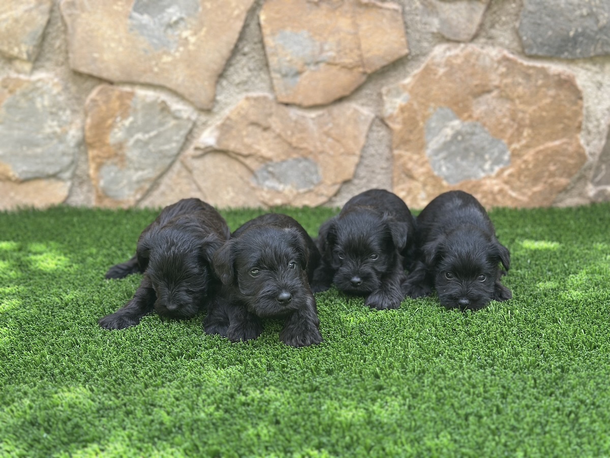 Camada Schnauzer Miniatura Negro