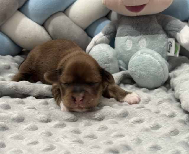 Cachorro de BICHON HABANERO