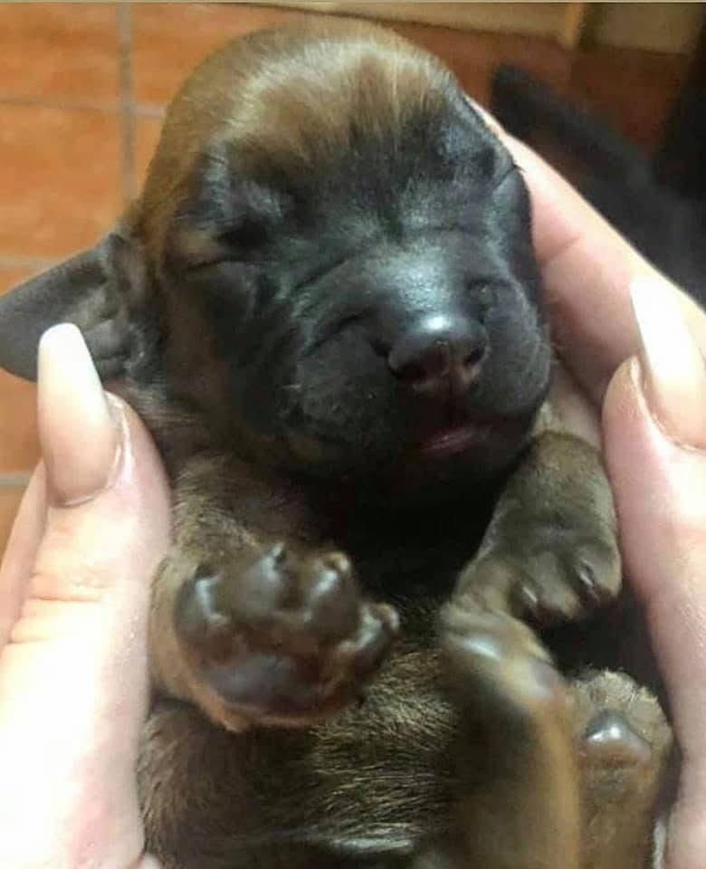 Sabueso de baviera
