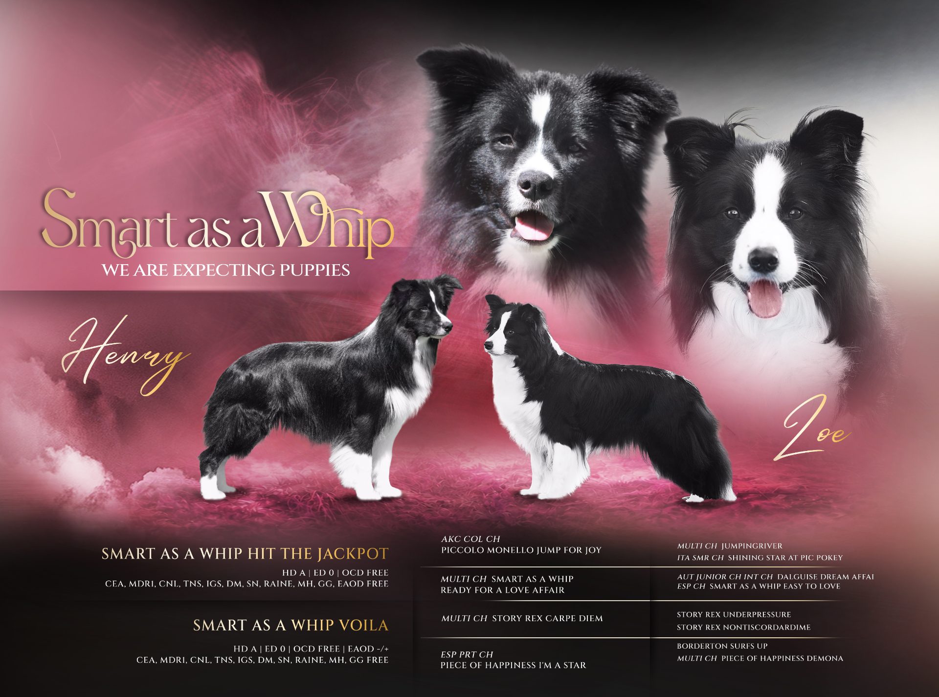 CAMADA DE BORDER COLLIE