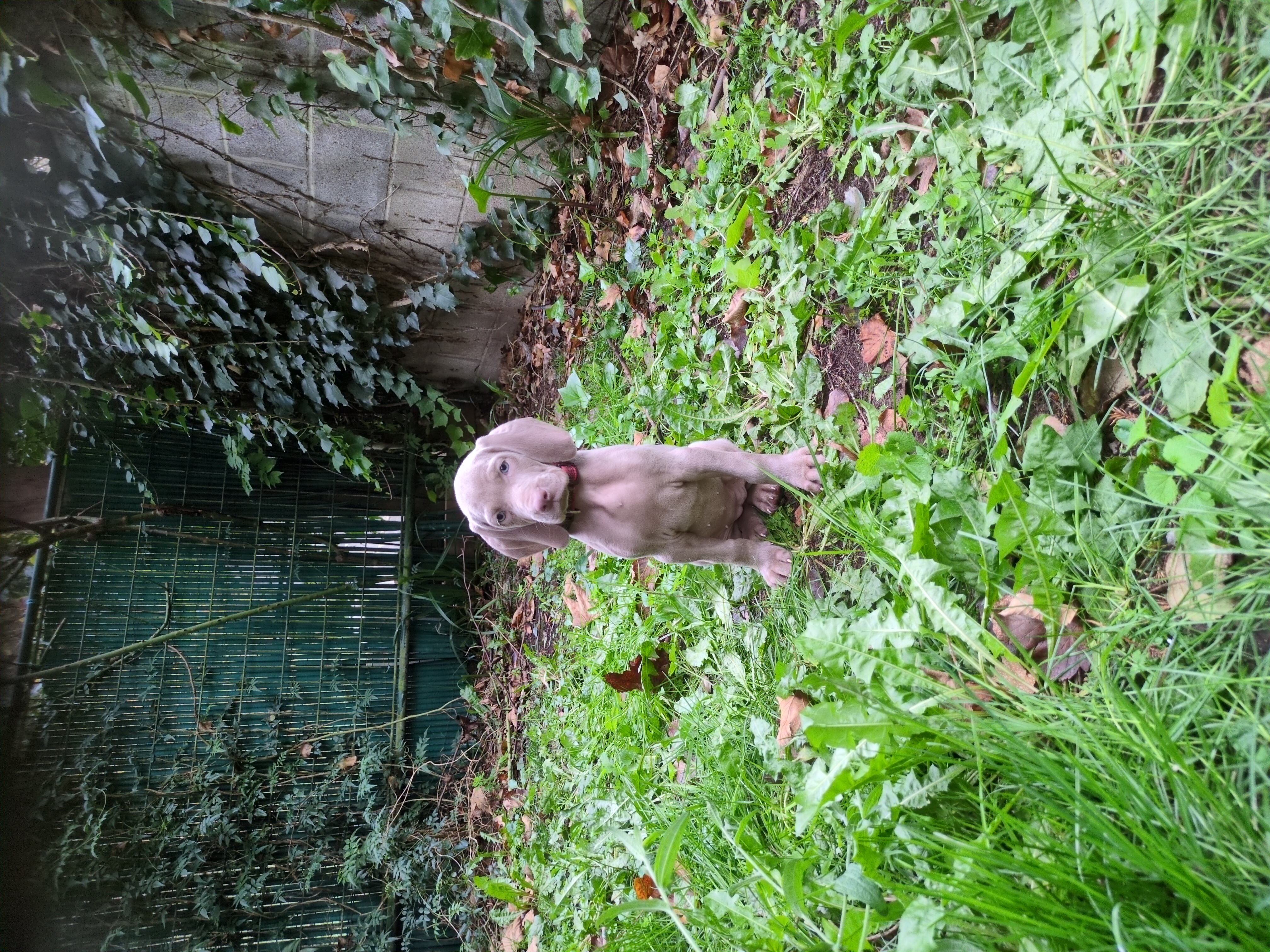 Cachorros de BRACO DE WEIMAR