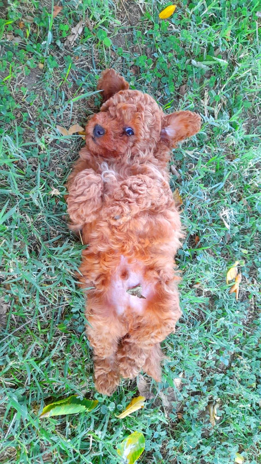 Cachorro de Caniche Toy rojo macho nacido el 25/6/2026.