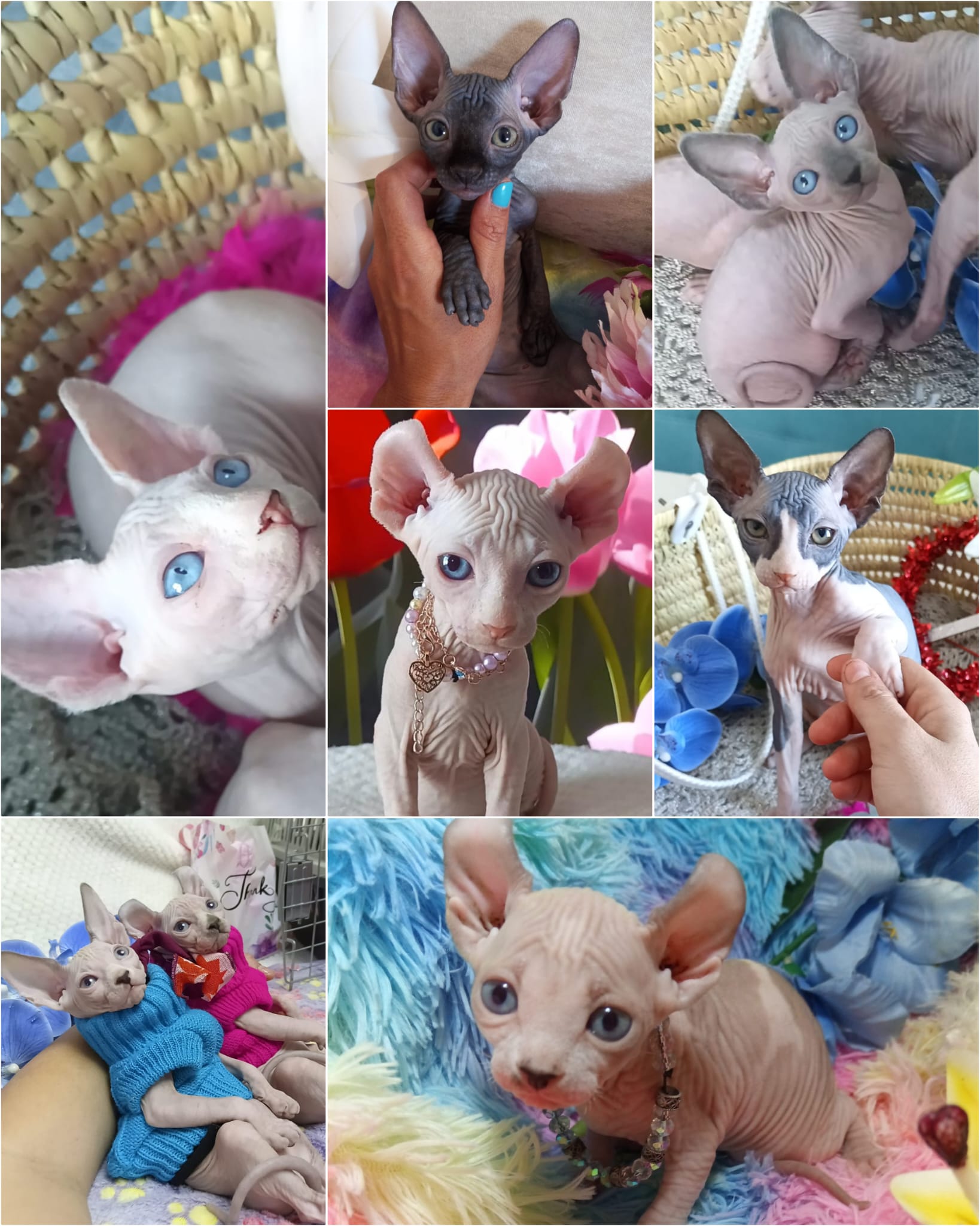 Cachorros de Sphynx
